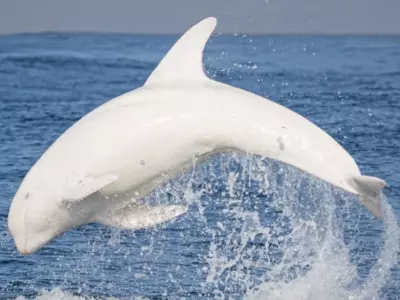 Rare White Dolphin Casper