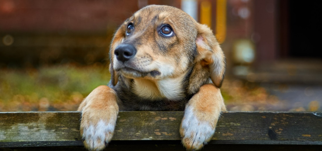 things-that-can-hurt-a-dogs-feelings-649e6a29728f6 Indiatimes