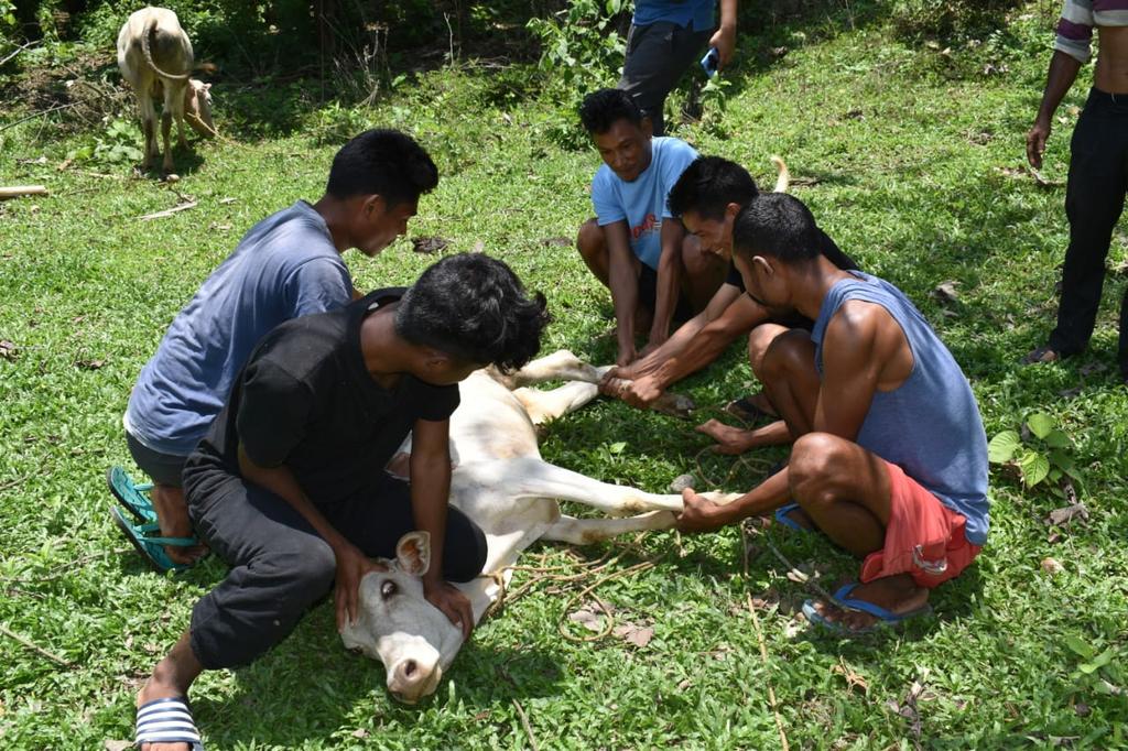 No Consumption Or Selling Of Cattle, Says Meghalaya Government Amid ...