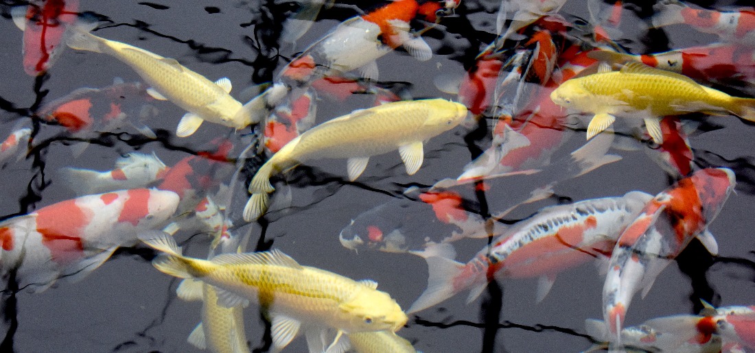 Explained: Ornamental Fish Aquaculture And Recent Initiative Started In ...