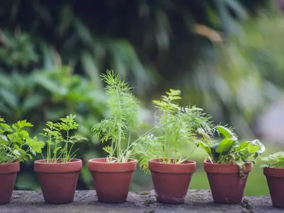 10 Unusual Gardening Tips