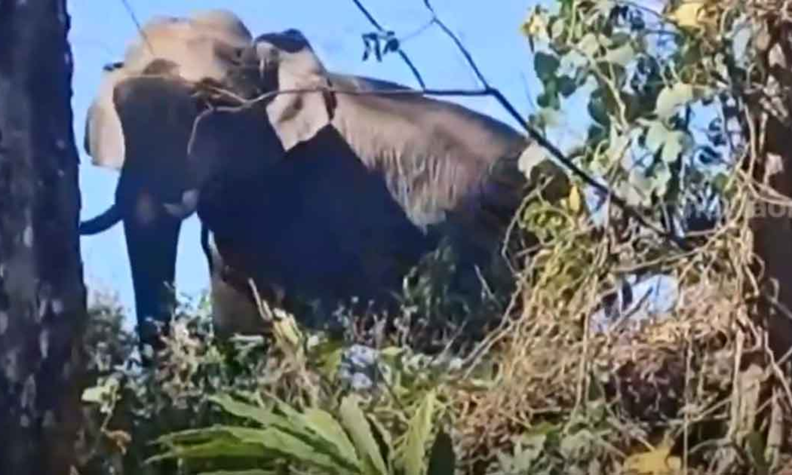 Wild animals entering human territory like never before; Tigers, elephants  top intruders - KERALA - GENERAL