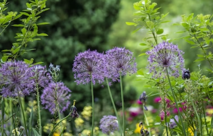 How to use Vinegar For plant