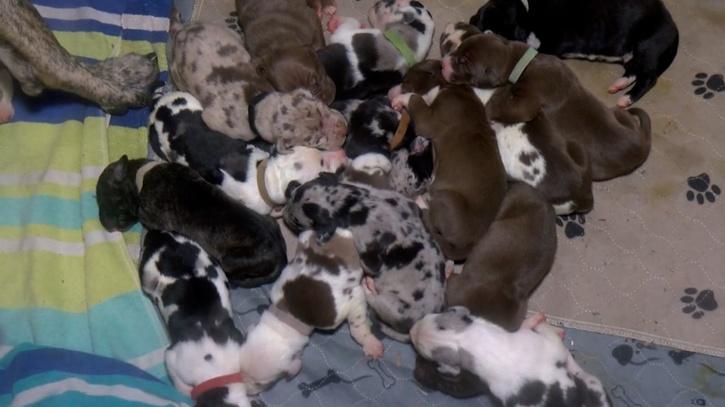 Great Dane dog gave birth to 21 children in 27 hours