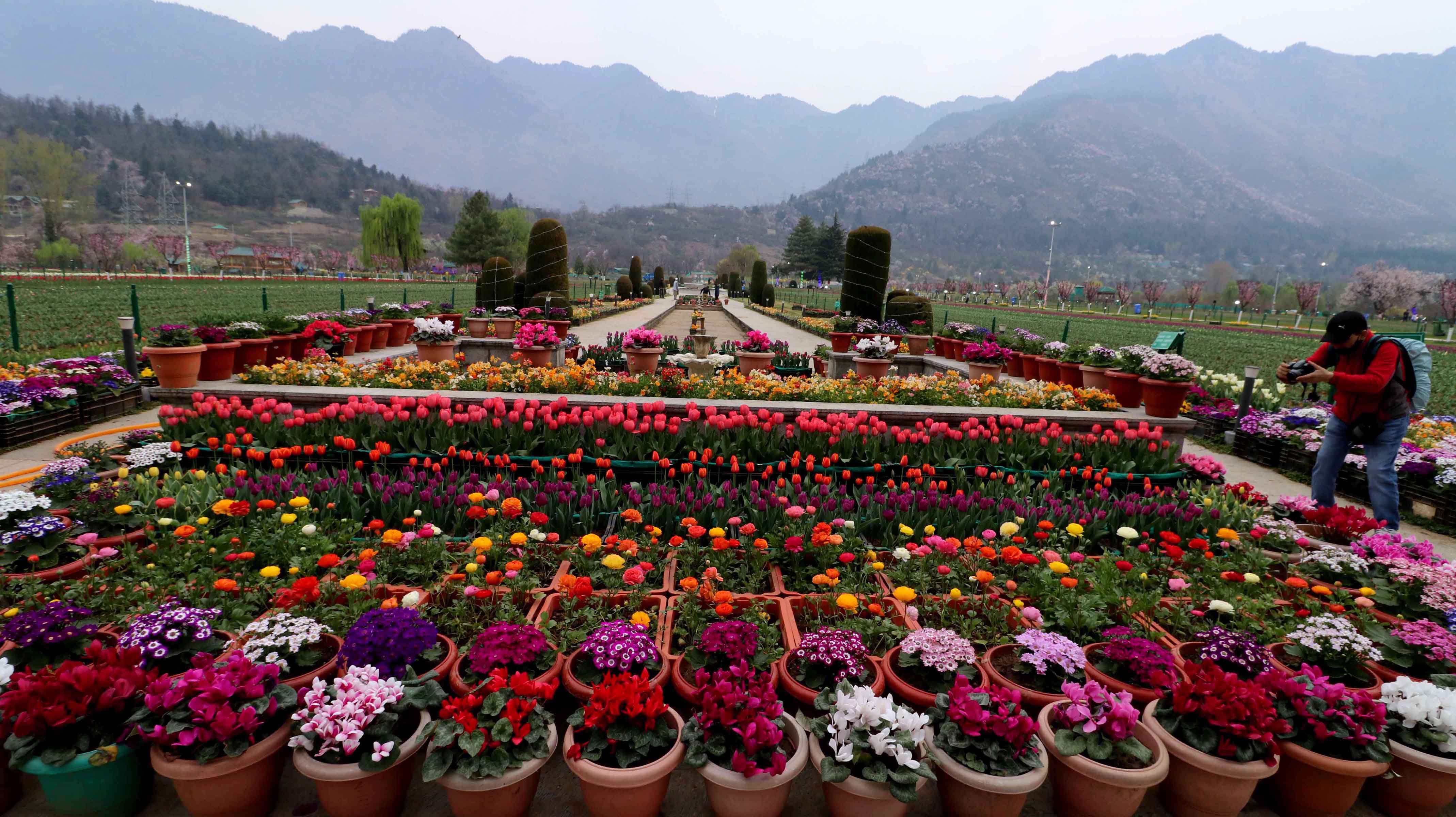 Asia's Largest Tulip Garden In Kashmir Will Open On Sunday, Here Is How