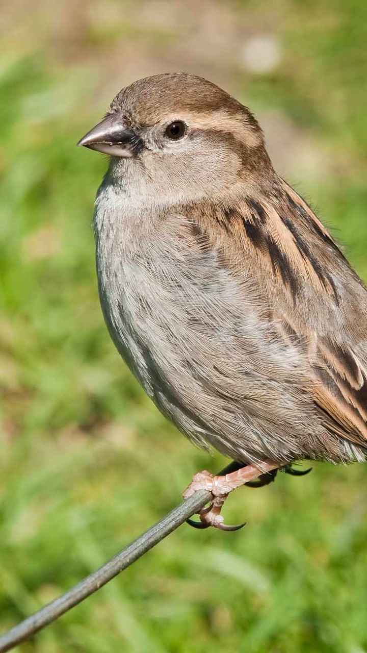 World Sparrow Day: All You Need To Know