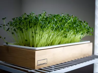 How To Grow Microgreens At Home
