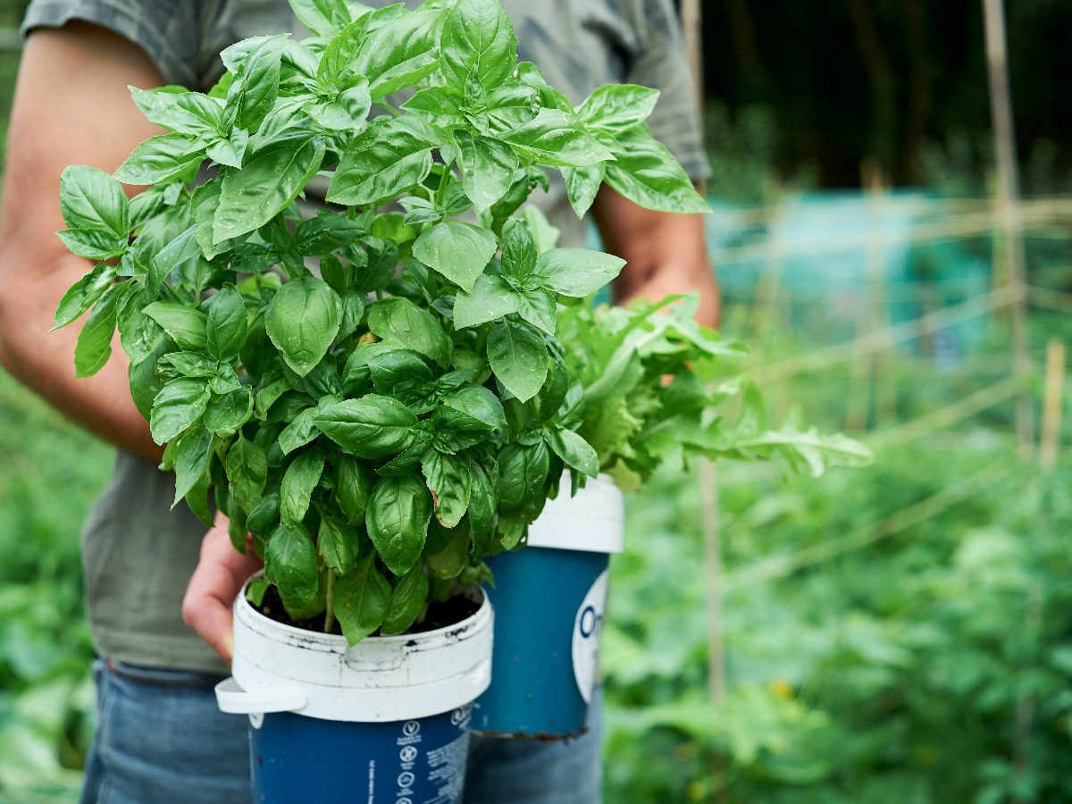 Some Effective Tips For Growing Basil