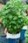 Some Effective Tips For Growing Basil
