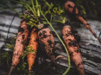 How To Grow Carrots At Home