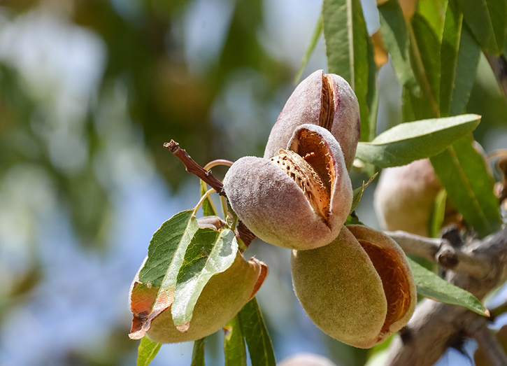 How To Grow Almonds At Home