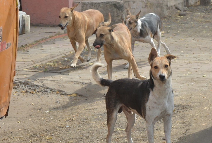 Pack Of 20 Dog Attack, Kill 3-Year-Old Girl In UP's Bareilly, Victim ...