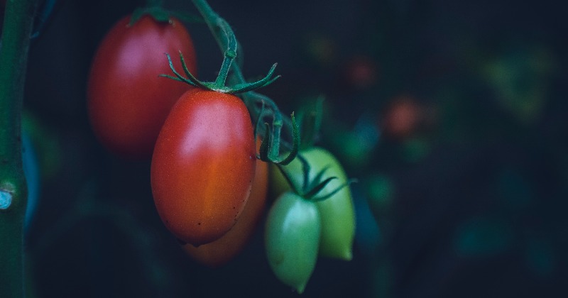 Best Vegetables For Container Gardening