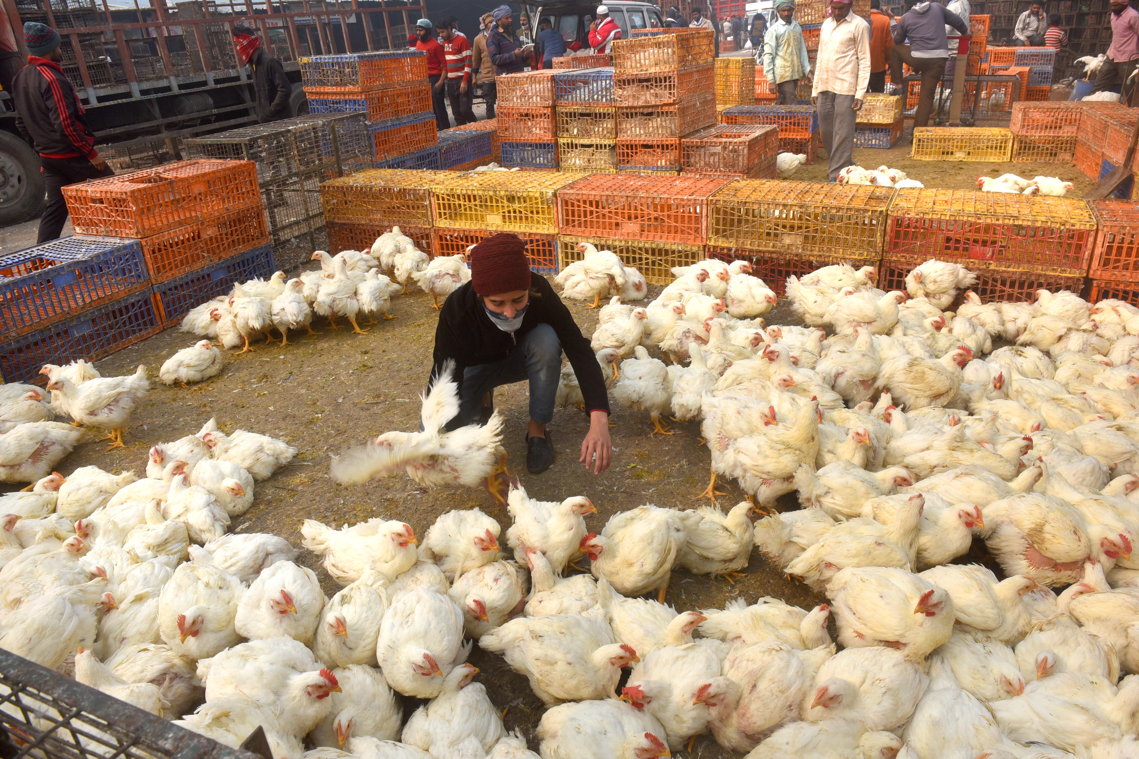 Can Chicken Be Considered An Animal? Gujarat HC To Decide On A PIL ...