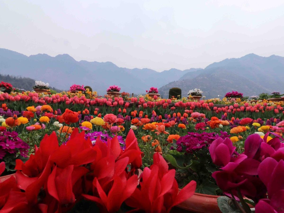 Asia's Largest Tulip Garden In Kashmir Will Open On Sunday, Here Is How You  Can Plan Your Visit