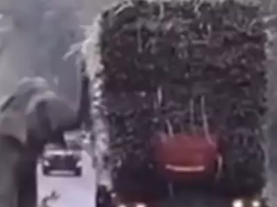Elephant Stops Truck To Eat Sugarcane