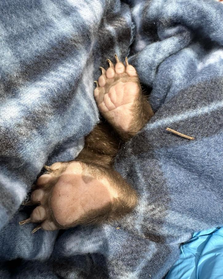 New Mexico Conservation Agency Posts Hiring Notice For 'Bear Huggers'