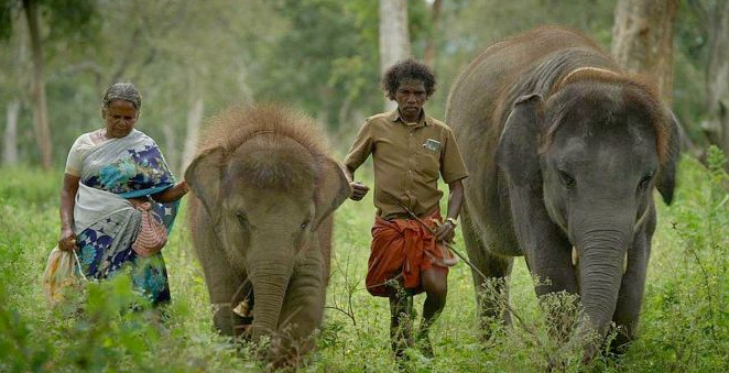 Bomman and Bellie inspiration of The Elephant Whisperers 