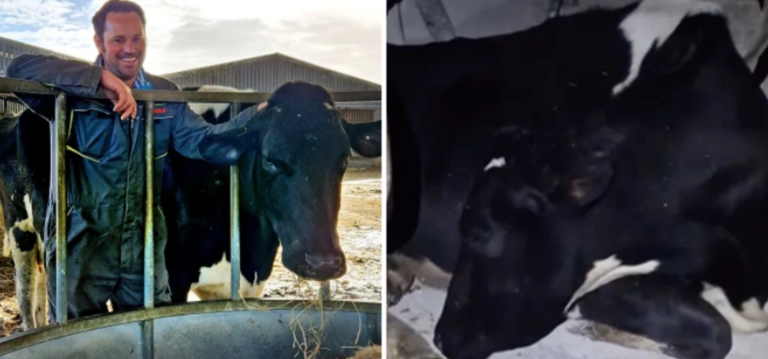 Cow Pretends To Sleep Before Milking Session, Video Goes Viral