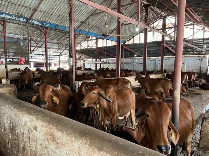 Horrifying: Madhya Pradesh Man Caught By Cattle Farm Owner While Raping ...