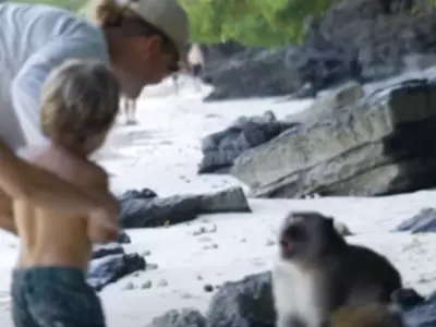 Aussie Dad Punches a Monkey After One Attacks His Son
