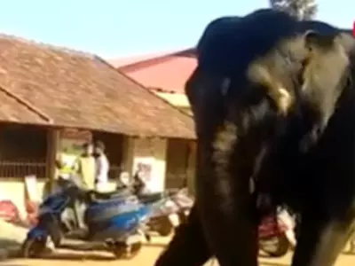 Elephant Plays Football In Karnataka Temple