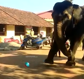 Karnataka: 31-Year-Old Elephant Plays Football And Cricket