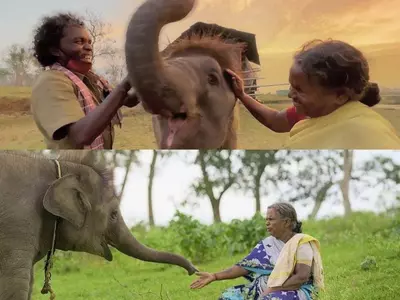 Elephants Of The Real Elephant Whisperers Go Missing As The World Celebrate Their Oscar Feat