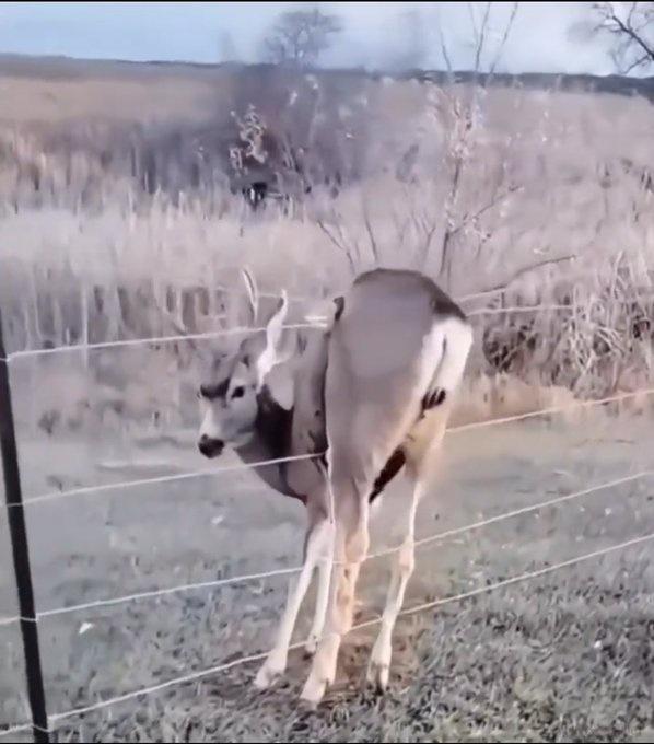 Video of a man helping a deer in trouble goes viral