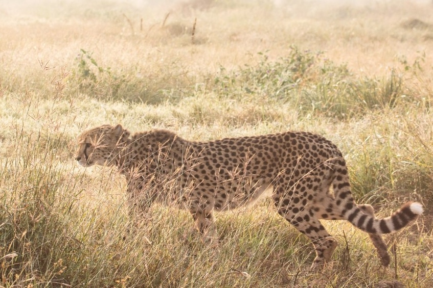 Two Cheetah Cubs Of Jwala Die In Kuno National Park On The Same Day