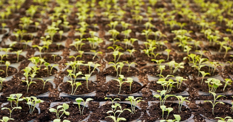 Types Of Urban Gardening