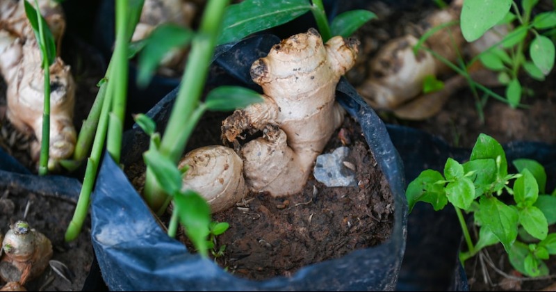 How To Grow Ginger At Home