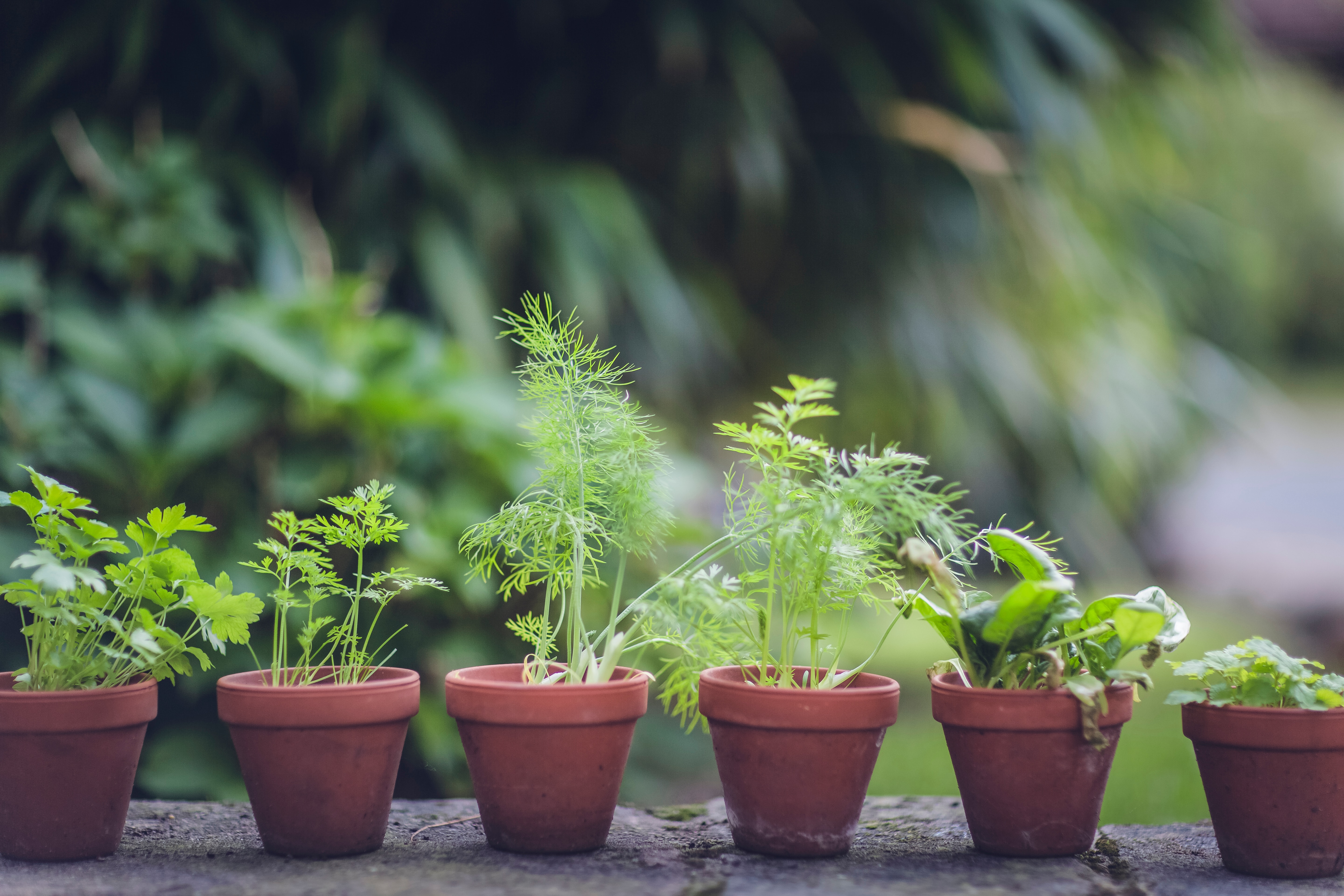 How To Grow Herbs At Home From Seeds