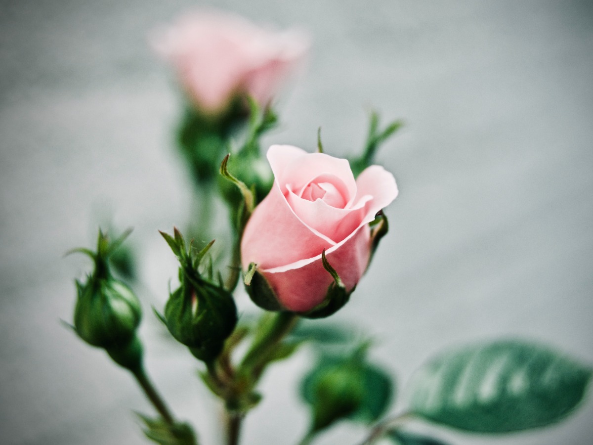 How to make tea leaf Fertilizer