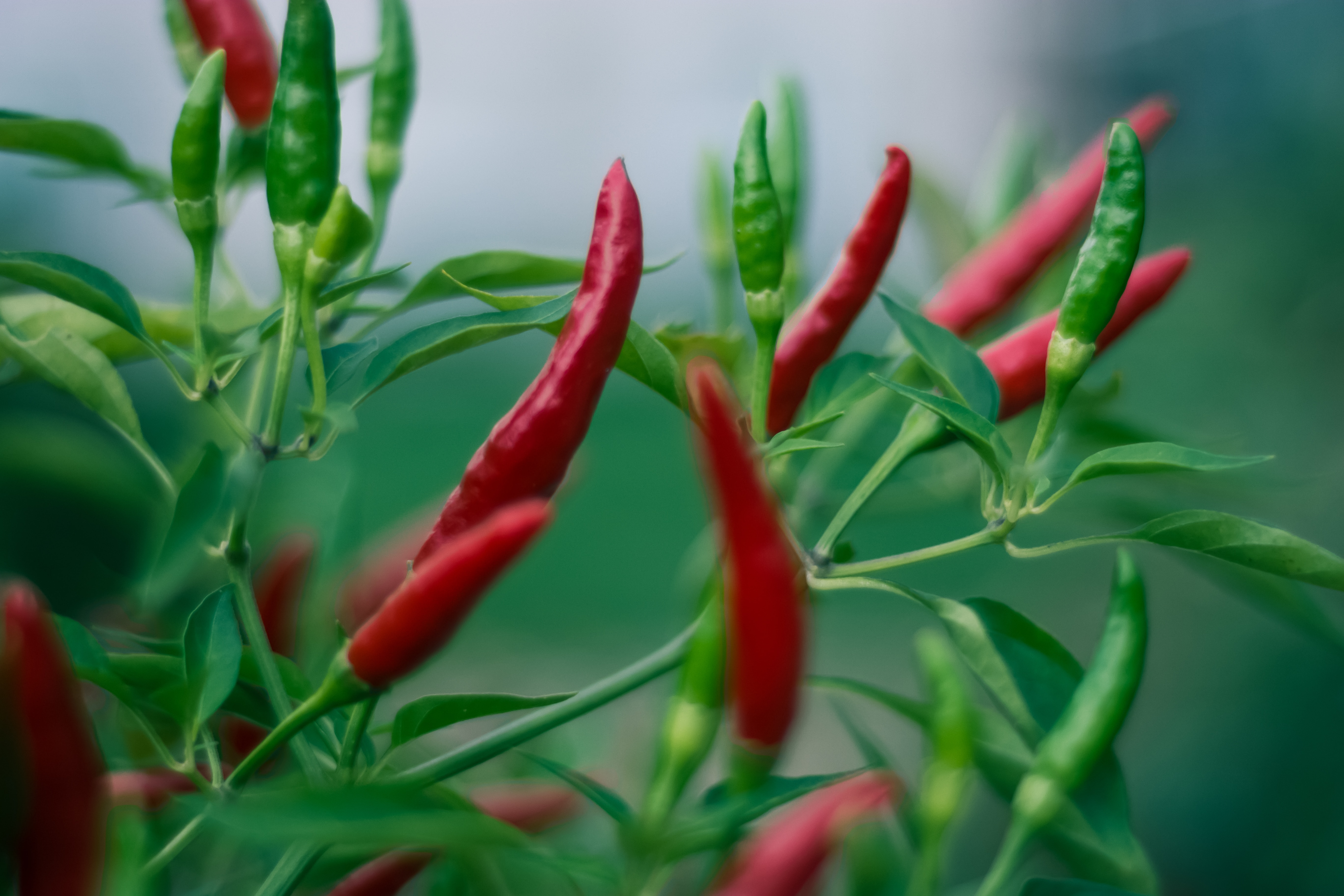 How To Grow Green Chillies From Seeds At Home