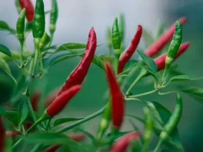 How To Grow Green Chilies From Seeds At Home