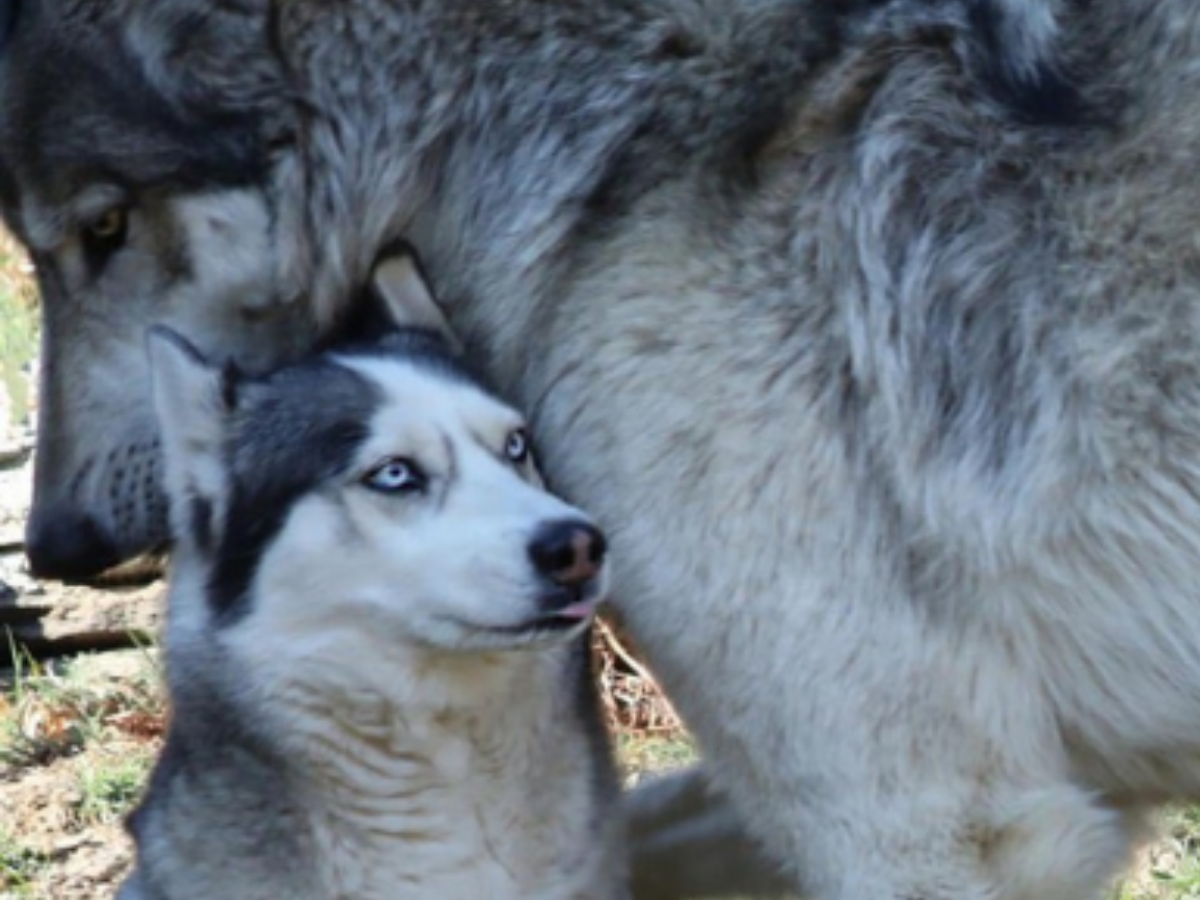 are husky related to wolf