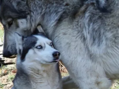 Siberian Huskies Standing With Wolves, Pictures