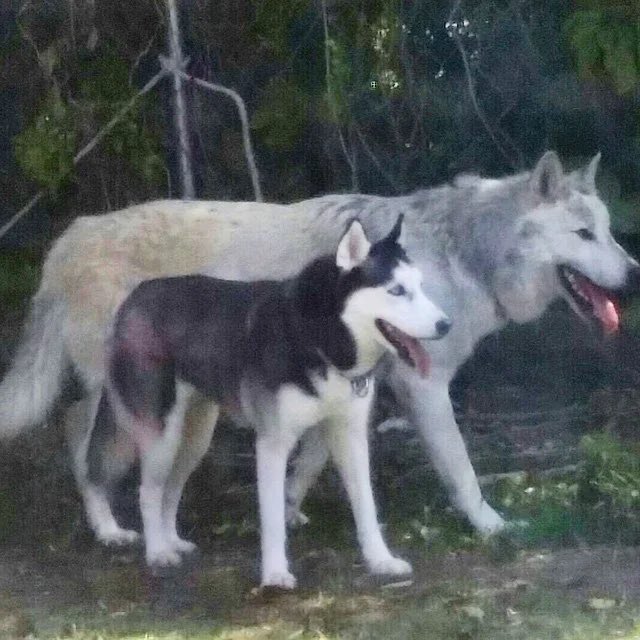 are huskies and wolves from the same family