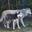 Siberian Huskies Standing With Wolves, Pictures