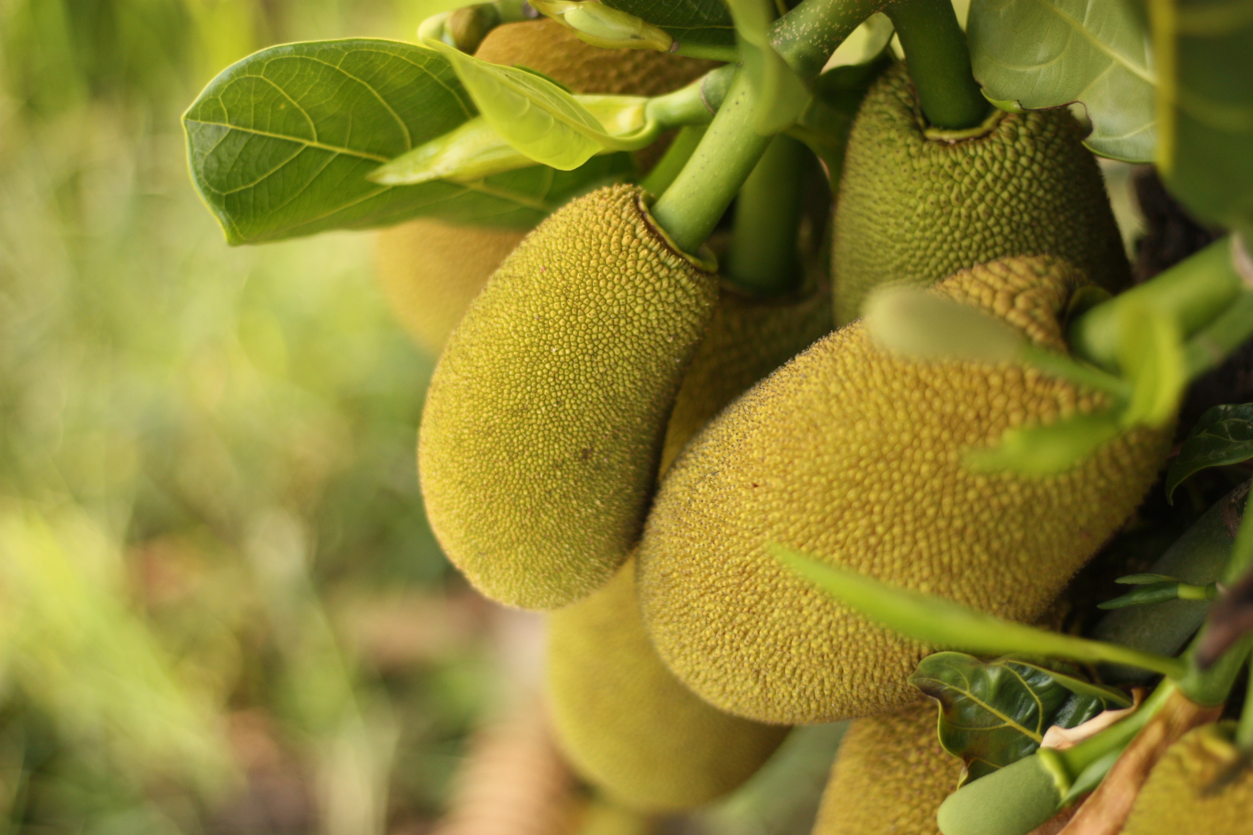 How To Grow Jackfruit From Seeds Indoors