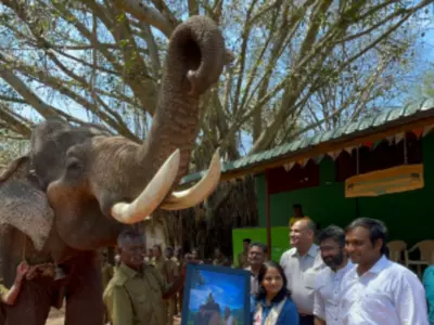 Kaleem Elephant retires gets guard of honour video 