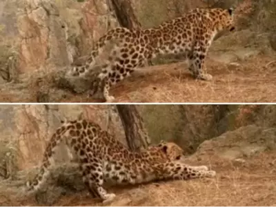 Leopard Doing Surya Namaskar
