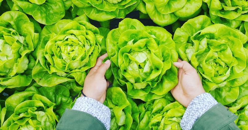 How To Grow Lettuce At Home