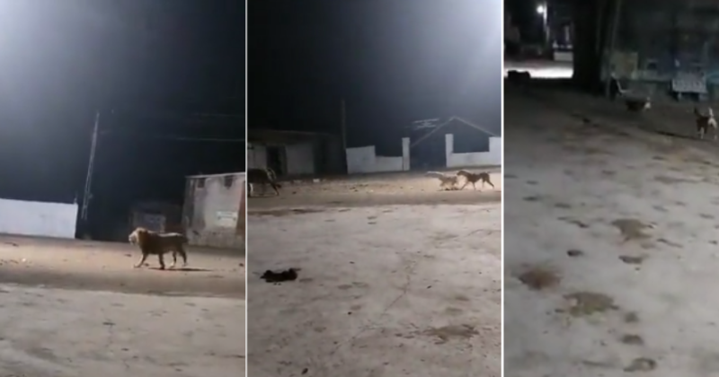 Pack Of Dogs Chases Away A Lion In Gir, Gujarat