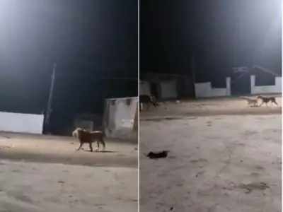 Dogs Chased Away a Lion in Gir, Gujarat.