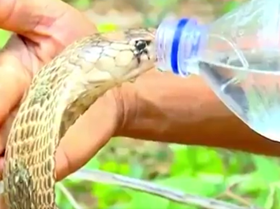 Viral Video: Thirsty Cobra Drinks Water From A Glass, Internet Stunned