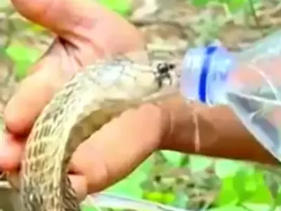 Man Feeds Water To Cobra