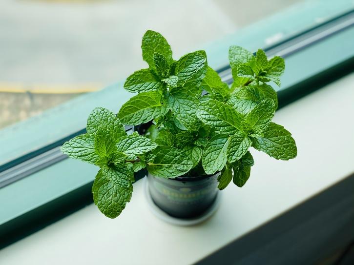 How To Grow Mint At Home From Seeds