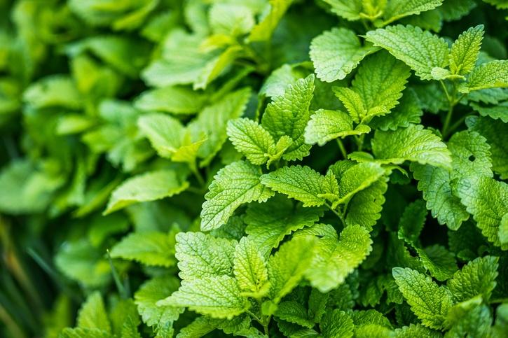 How To Grow Mint At Home From Seeds